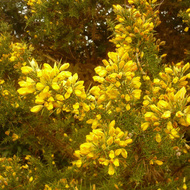 Plante Ajonc
