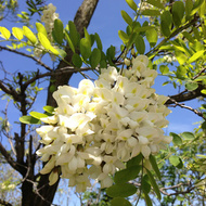 Arbre acacia